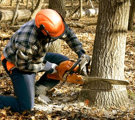 Tree Removal in Traskwood, AR